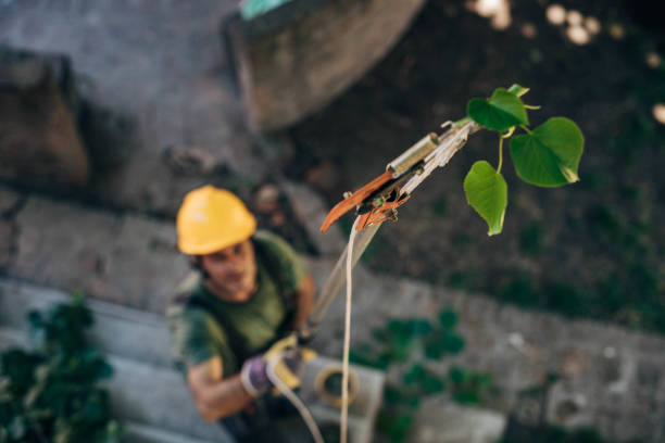 Best Leaf Removal  in Shokan, NY