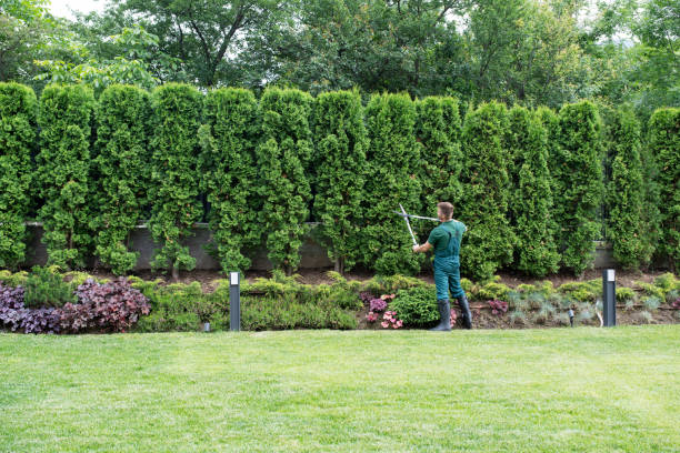 Best Lawn Drainage Solutions  in Shokan, NY