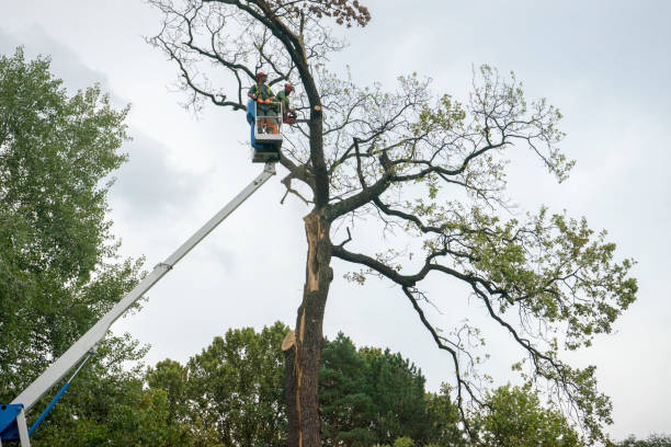 Best Tree Trimming and Pruning  in Shokan, NY