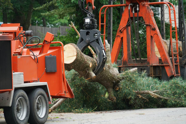 Best Fruit Tree Pruning  in Shokan, NY