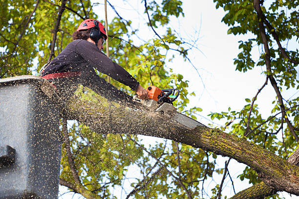 Best Stump Grinding and Removal  in Shokan, NY